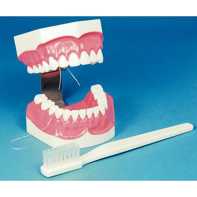 Brush-N-Floss Study Model and Oversized Toothbrush